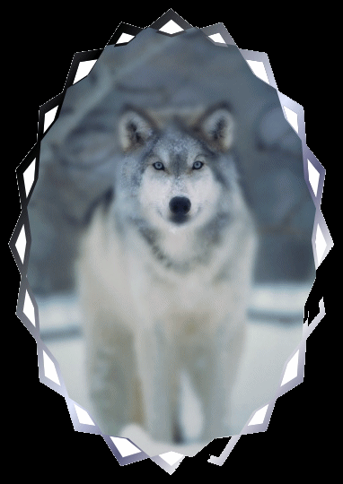 Portrait de loup